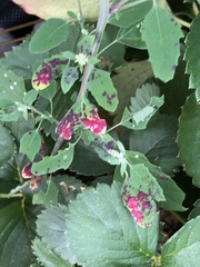 Norvellina chenopodii