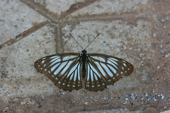 Limenitis mimica