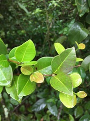 Myrcia citrifolia