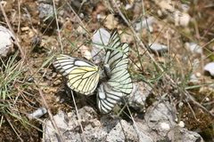 Aporia bieti