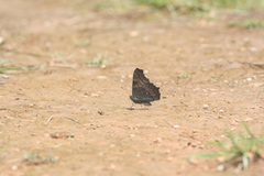Aglais urticae chinensis