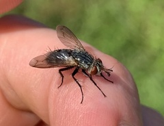 Copecrypta ruficauda