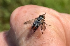 Copecrypta ruficauda