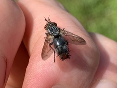 Copecrypta ruficauda