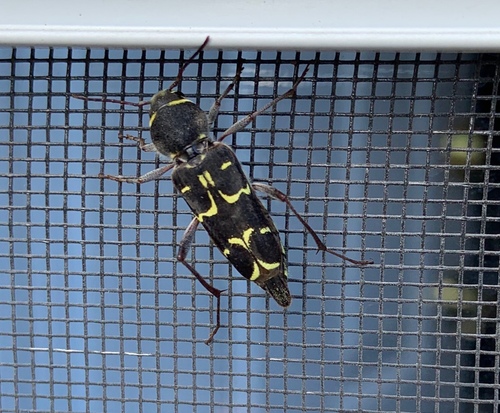 Spruce Zebra Beetle