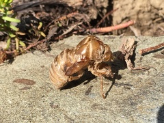 Neotibicen lyricen