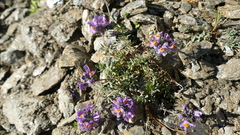 Linaria alpina alpina