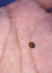 Harmonia axyridis
