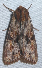 Apamea atrosuffusa