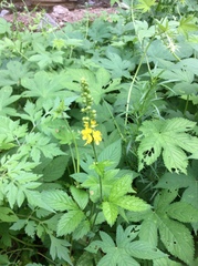 Agrimonia pilosa