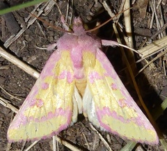 Psectrotarsia suavis