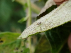 Bactericera cockerelli