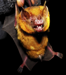 Orange-Throated Bat photo 4