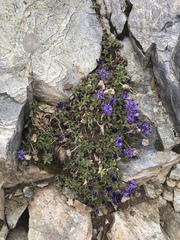 Phyteuma globulariifolium