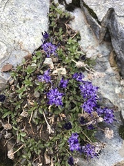 Phyteuma globulariifolium