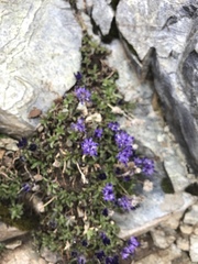 Phyteuma globulariifolium