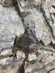 Phyteuma globulariifolium