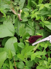 Aristolochia bracteosa