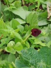 Aristolochia bracteosa
