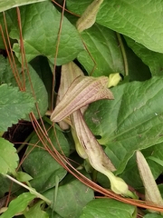 Aristolochia bracteosa