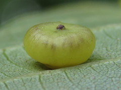 Caryomyia inflata