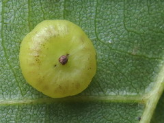 Caryomyia inflata
