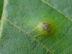 Caryomyia inflata