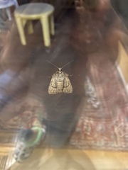 Evergestis pallidata