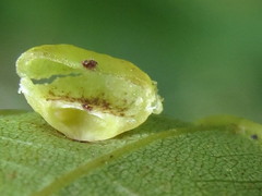 Caryomyia inflata