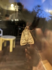 Evergestis pallidata