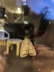 Evergestis pallidata