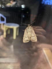 Evergestis pallidata