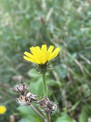 Picris hieracioides hieracioides
