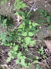 Clematis brevicaudata