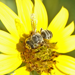 Megachile sidalceae
