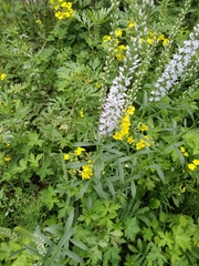 Veronica linariifolia