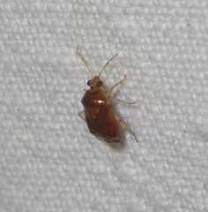 Deraeocoris lutescens
