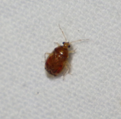 Deraeocoris lutescens