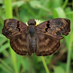 Chiomara mithrax