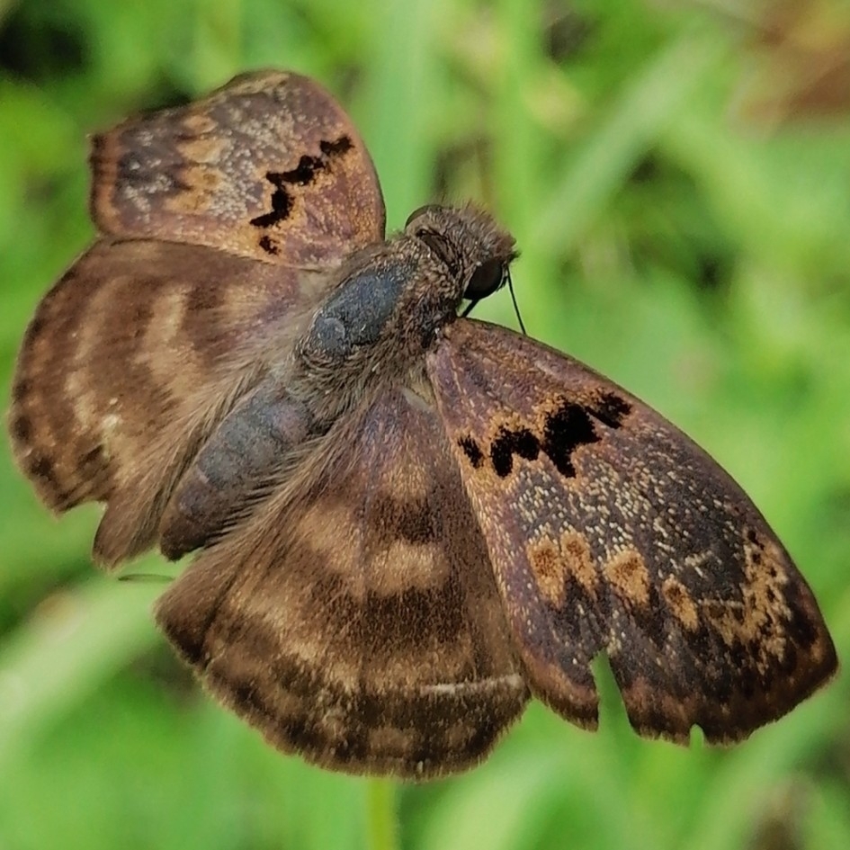 Chiomara mithrax