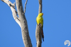 Polytelis anthopeplus