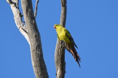 Polytelis anthopeplus