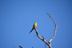 Polytelis anthopeplus