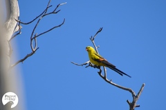 Polytelis anthopeplus