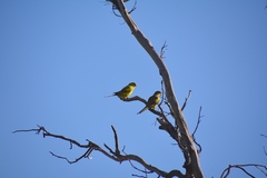 Polytelis anthopeplus