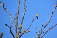 Polytelis anthopeplus