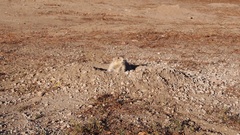 Cynomys ludovicianus