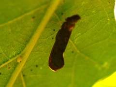 Apache degeeri