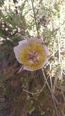 Calochortus plummerae