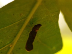 Apache degeeri